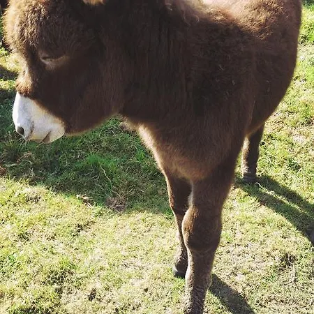 El Manso Bed & Breakfast Emst