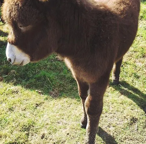 El Manso 住宿加早餐酒店 埃姆斯特