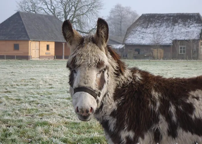 El Manso 住宿加早餐酒店